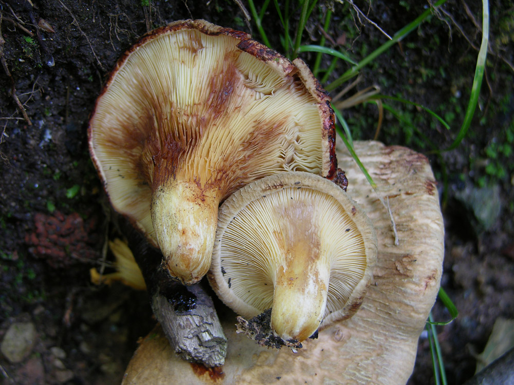 Paxillus ammoniovirescens,P.rubicundulus e P.involutus